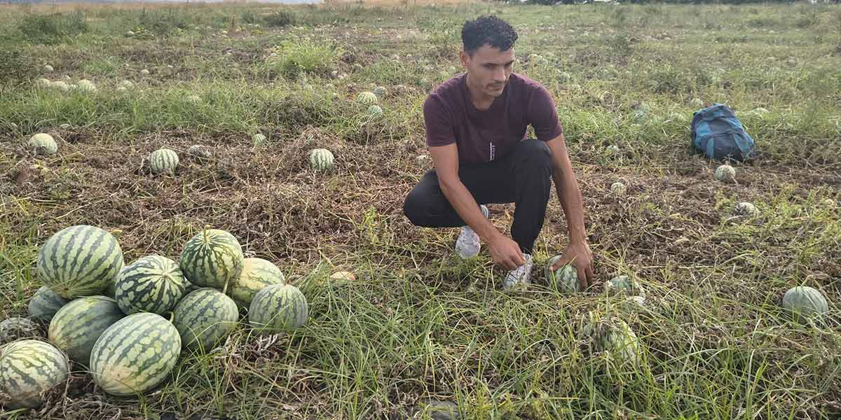 Crisi angurie: in Calabria raccolti invenduti e aziende in difficoltà